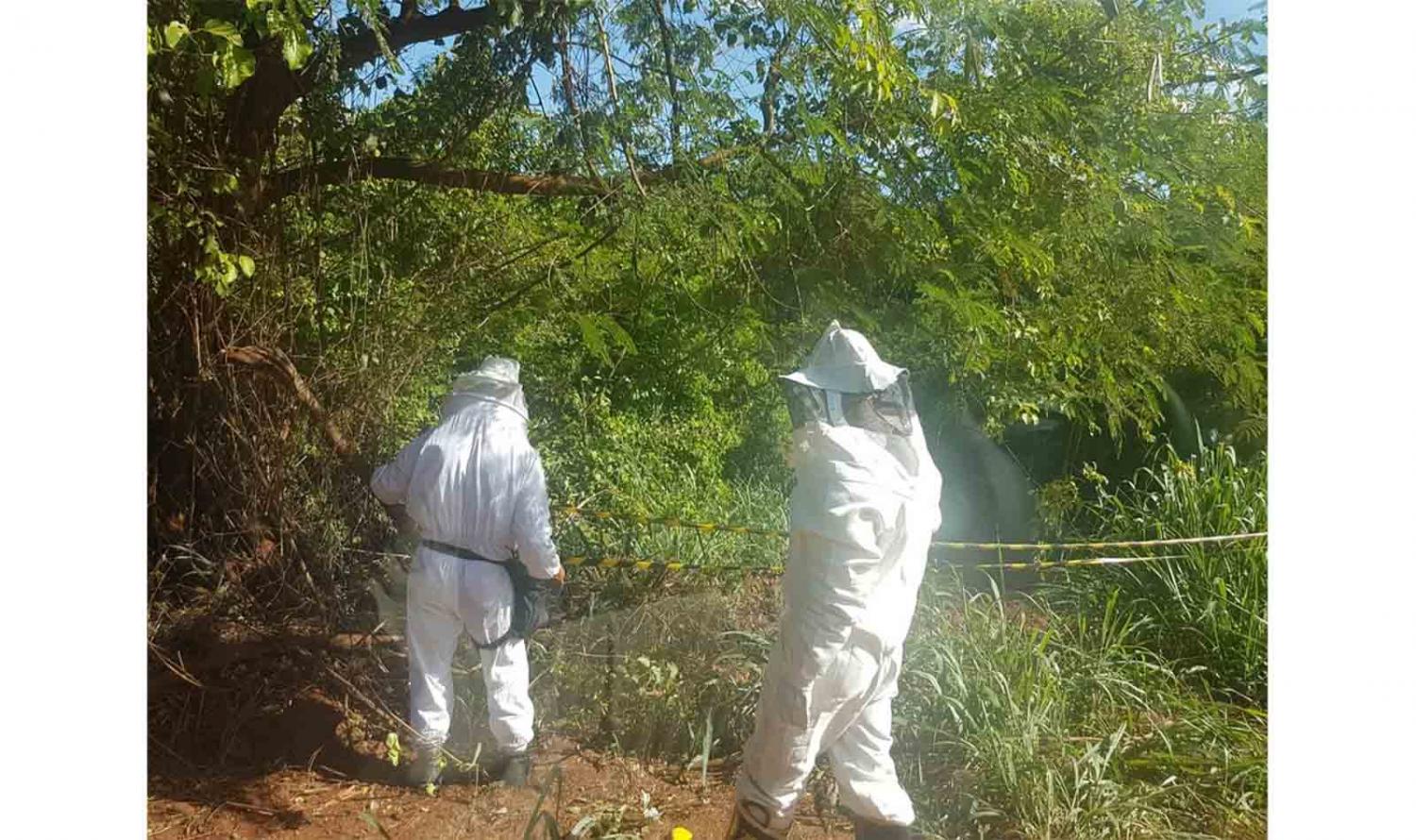 23 pessoas são atacadas por enxame de abelhas, em Japurá; quatro são internadas em estado grave