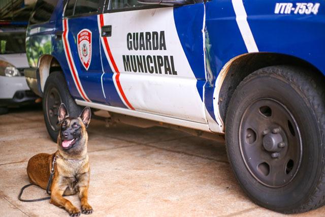 Grupo de Operações com Cães da GM apreende drogas perto de escola na zona sul