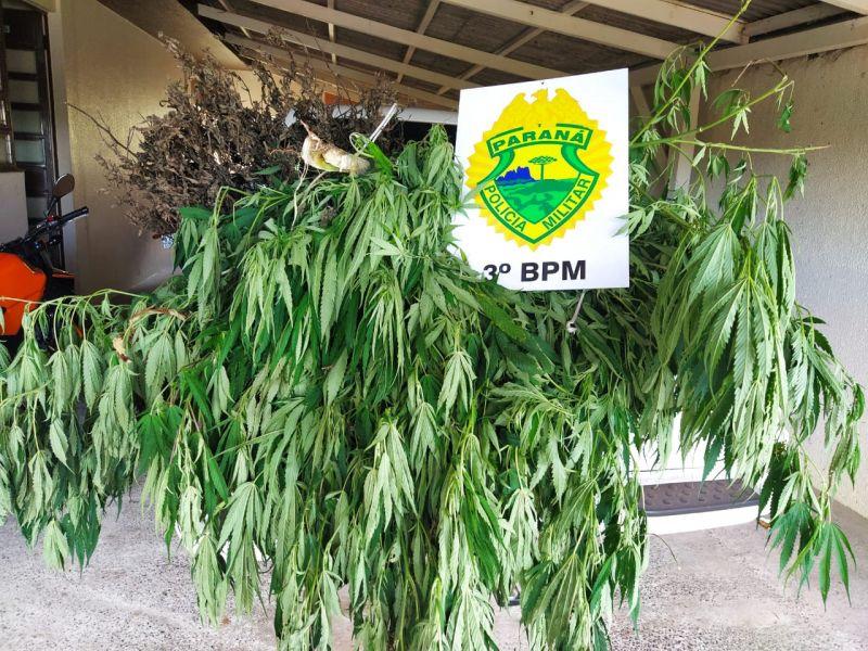 Mais de 30 pés de maconha foram apreendidos pela polícia militar no município de Itapejara do Oeste-Pr