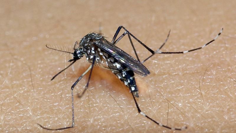 Paraná chega a 2.270 casos de dengue