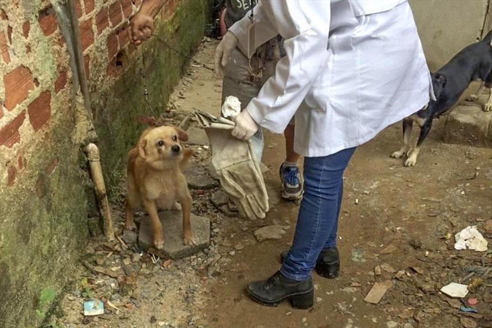 Paraná: Inscrições para curso de atendimento a casos de maus-tratos de animais estão abertas