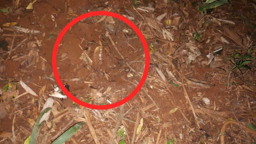 Ossada humana é encontrada em Clevelândia/PR
