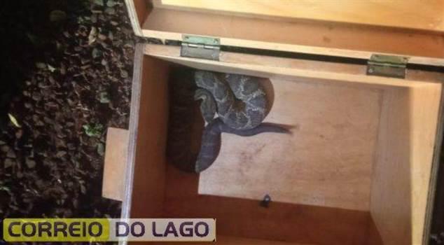 Cobra cascavel é encontrada em quarto de criança em Santa Helena