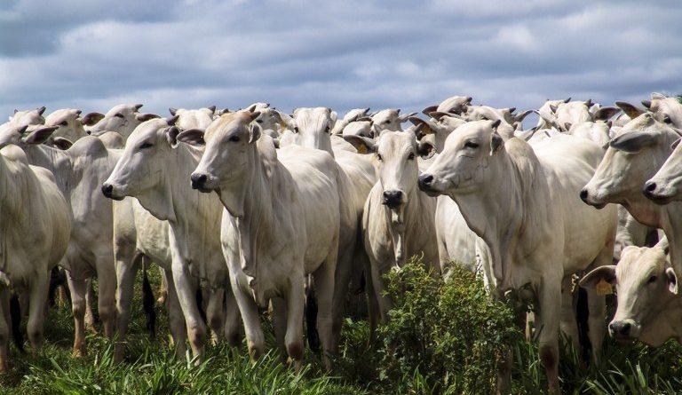 Seis casos de raiva bovina são registrados em Cascavel