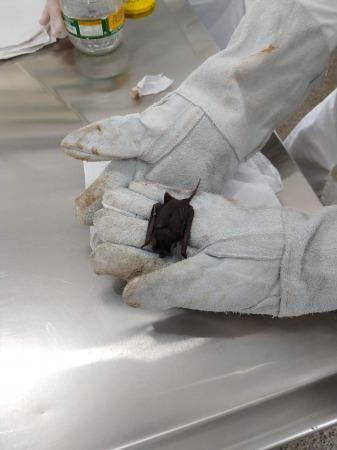 Aumento de casos de raiva em morcegos acende alerta em Foz do Iguaçu