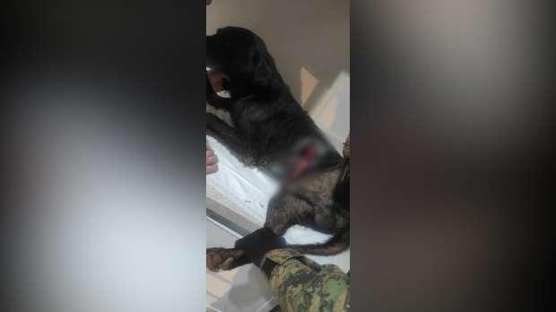 Homem é detido pela Guarda Municipal após esfaquear o próprio cachorro em Cascavel