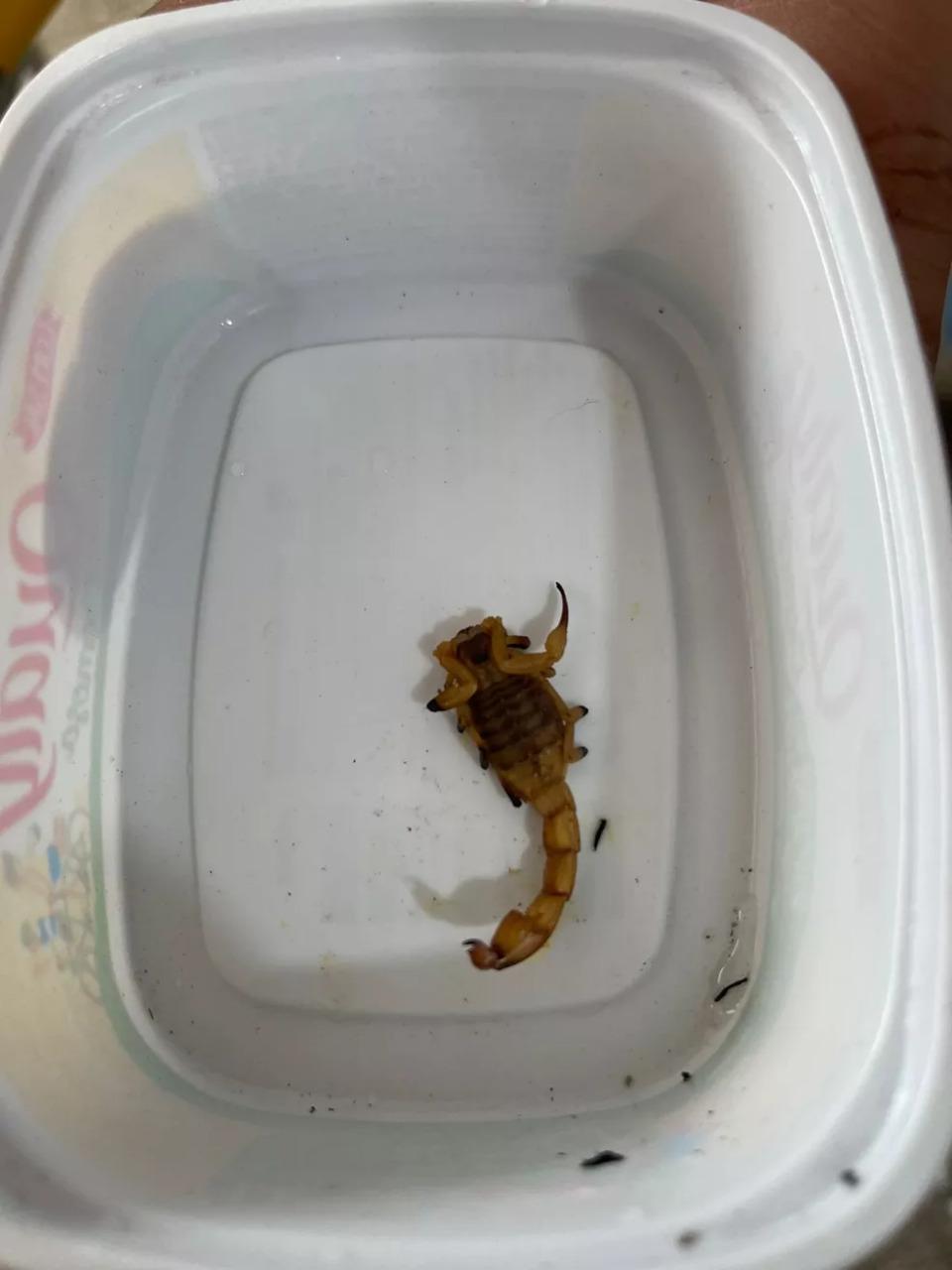Criança é picada por escorpião amarelo ao pegar um livro escolar, em Itaguajé, norte do estado