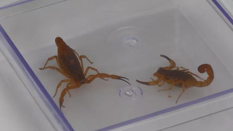 Acidentes com animais peçonhentos aumentam entre outubro e março, no Paraná