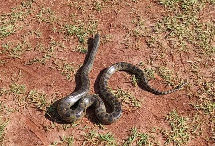 Cobra sucuri é encontrada dentro de comércio, em Umuarama
