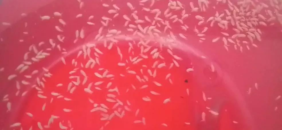 Moradores reclamam de sujeira na água em Ponta Grossa; Sanepar diz que são microcrustáceos