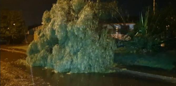 Temporal causa falta de energia e derruba árvores, em Cascavel