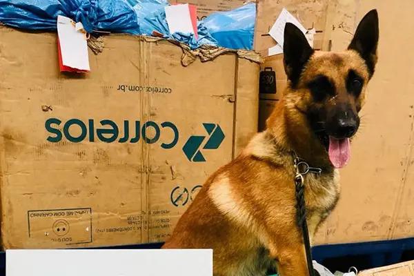 Fuzis, drogas e mercadorias falsificadas são apreendidas em correios no Paraná