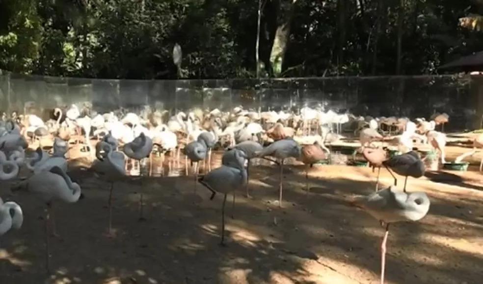 Onças-pintadas atacam e matam mais de 170 flamingos no Parque das Aves, em Foz do Iguaçu