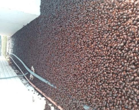 Cidade na Argentina é tomada por besouros durante forte onda de calor