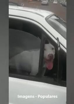 Inusitado: Cachorro desengata carro e quase provoca acidente, em Assis Chateaubriand