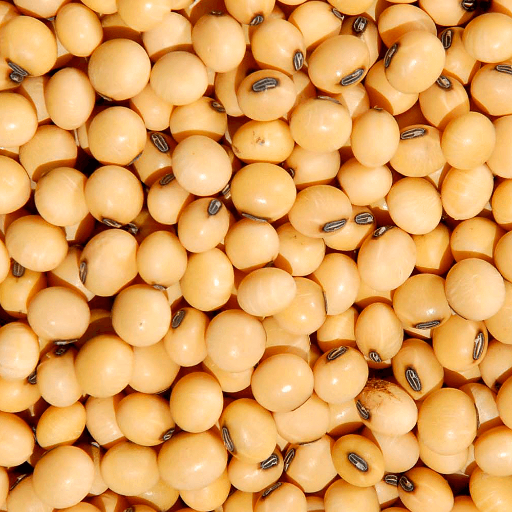 Safra de soja é afetado por falta de chuvas e causa prejuízos no Paraná