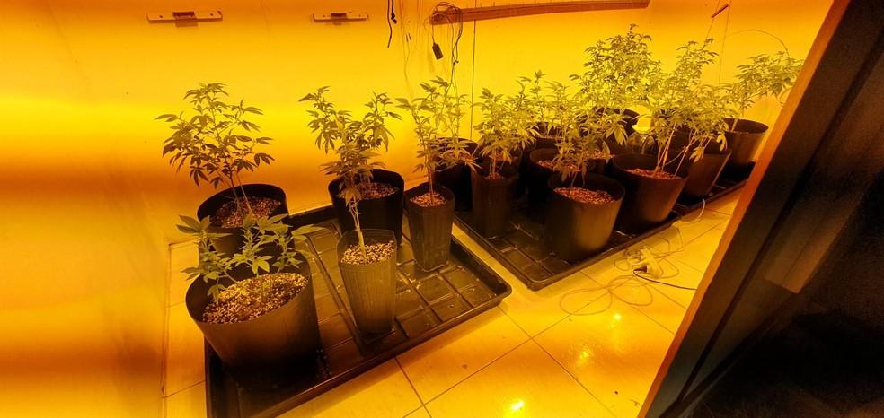 Maconha Gourmet - Em Curitiba dono de hamburgueria é preso suspeito de manter laboratório para produção
