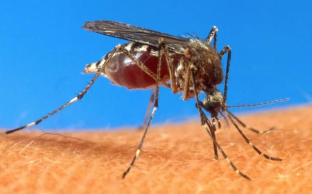 Cascavel está em epidemia de dengue e cuidados precisam ser redobrados
