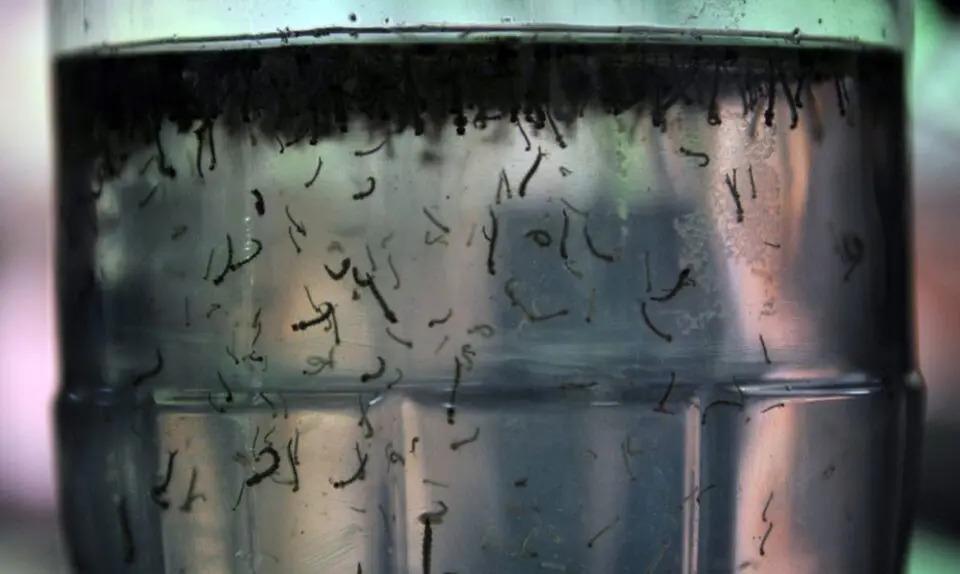 Casos de dengue sobem 55% no Brasil no início do ano