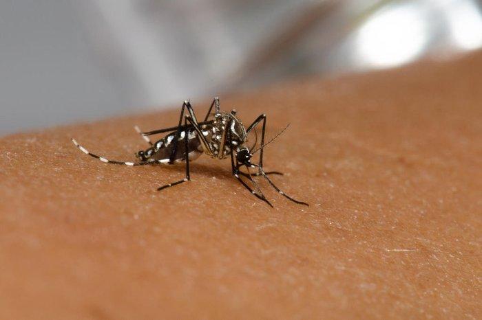 Casos de dengue disparam e sobem 18% em apenas uma semana no Paraná