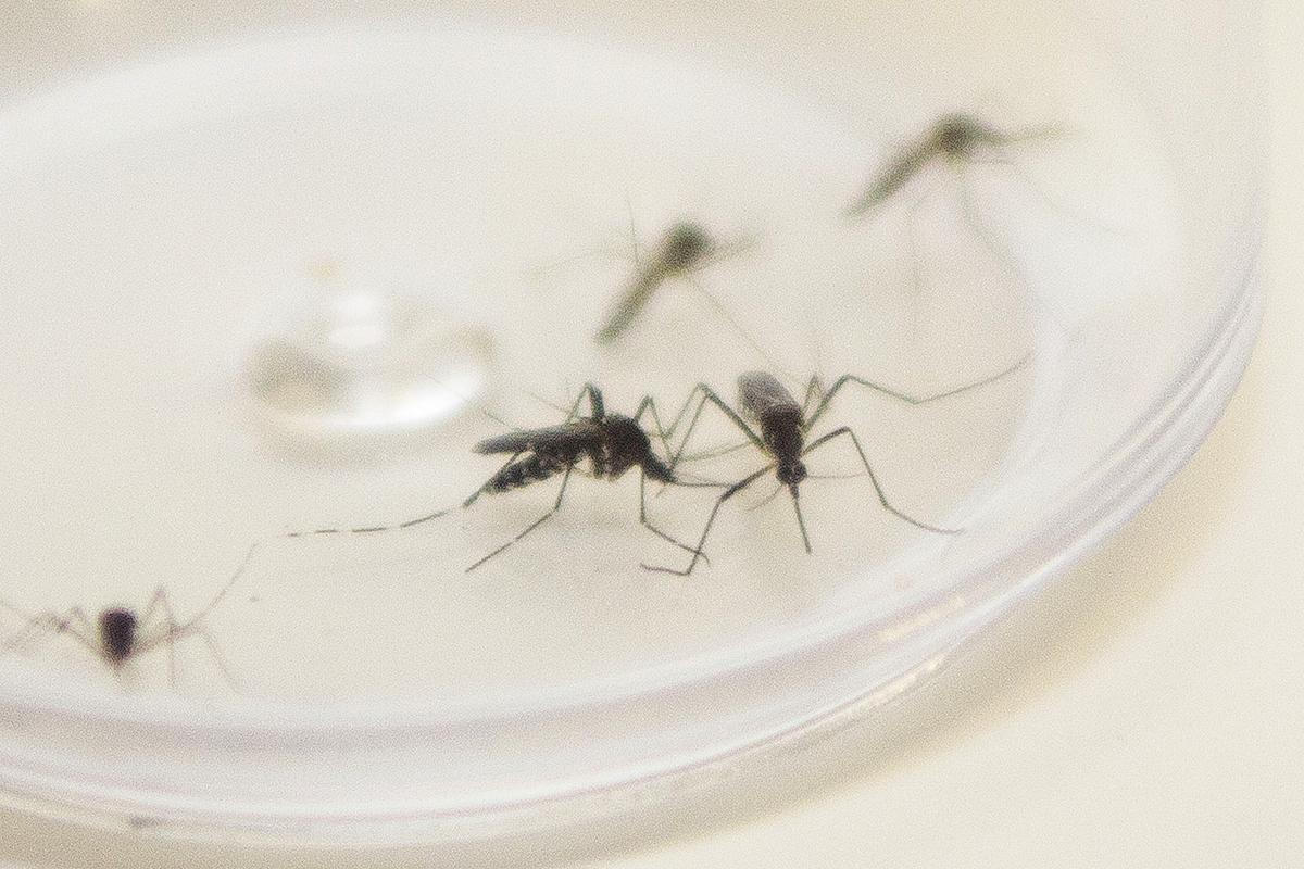 Paraná registra mais 9 óbitos e 12.440 novos casos de dengue; Saúde faz alerta para combate da doença