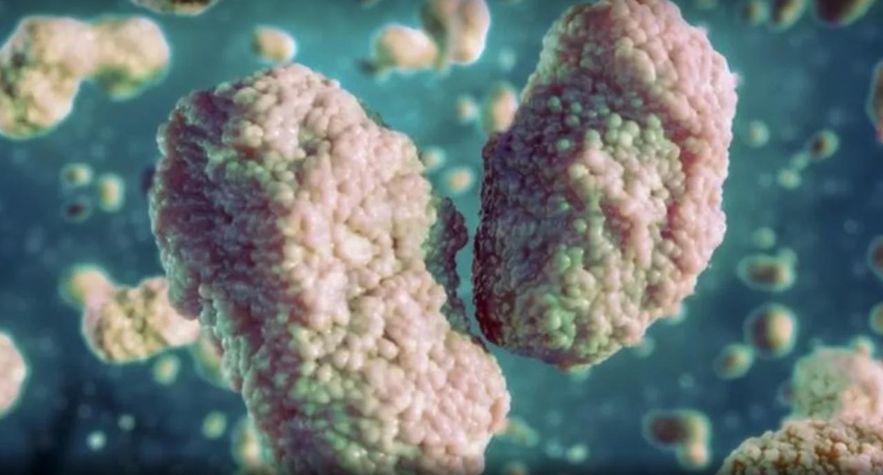 Maringá registra segundo caso suspeito de varíola dos macacos