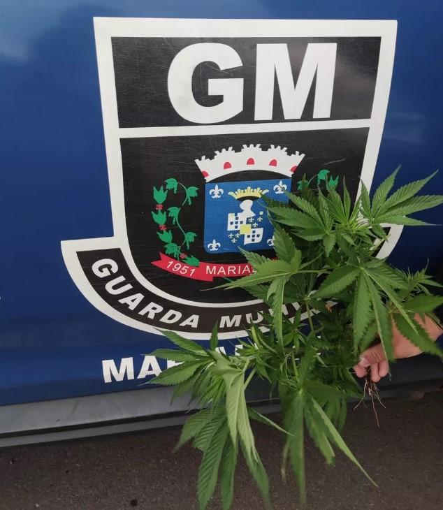 Pés de maconha são encontrados plantados em plena praça pública no Centro de Marialva
