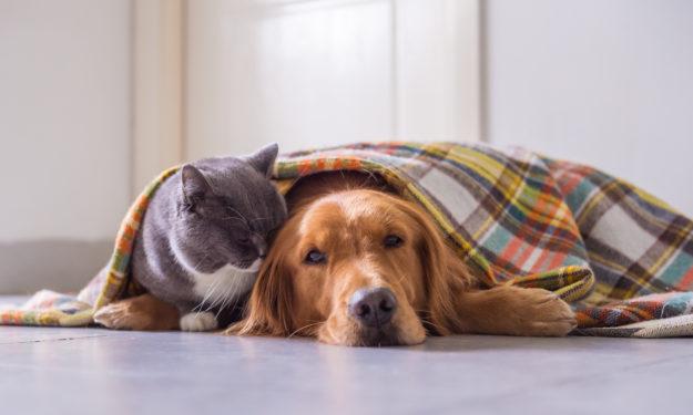 Como proteger seu pet das baixas temperaturas: Eles precisam de cuidados especiais