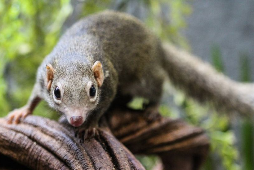 Vírus Langya: China detecta 35 casos do vírus de origem animal em humanos