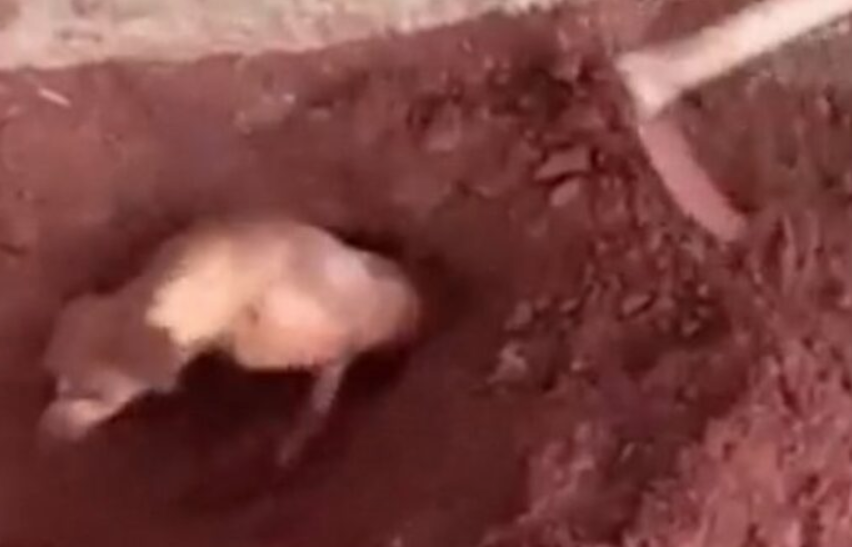COVARDIA - Mulher enterra cachorro da vizinha vivo, por se incomodar com os latidos