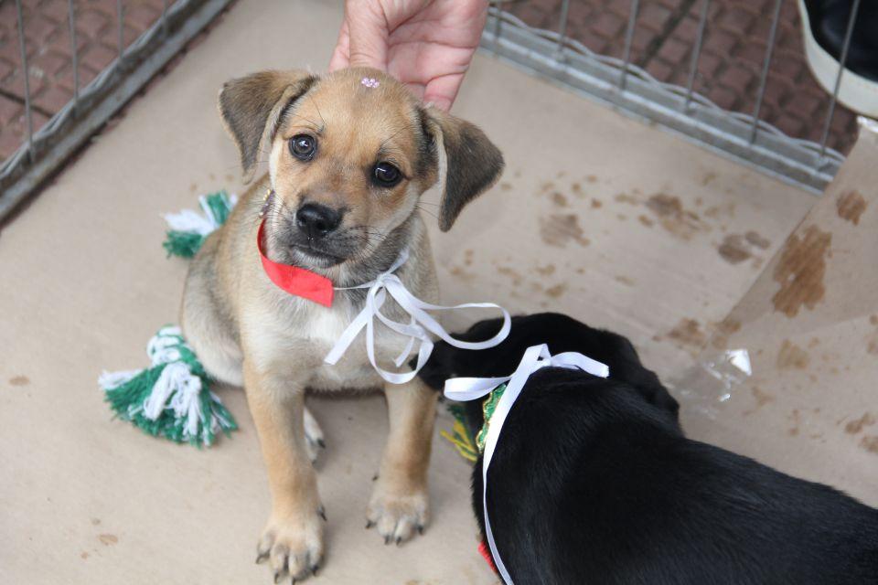 Prefeitura de Maringá realiza feirinha de adoção de animais neste domingo, 19