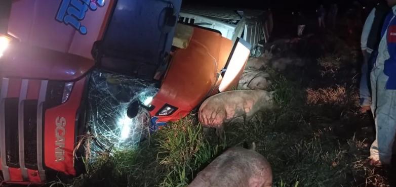 Caminhão carregado com porcos tomba ao sair da pista e causa acidente grave