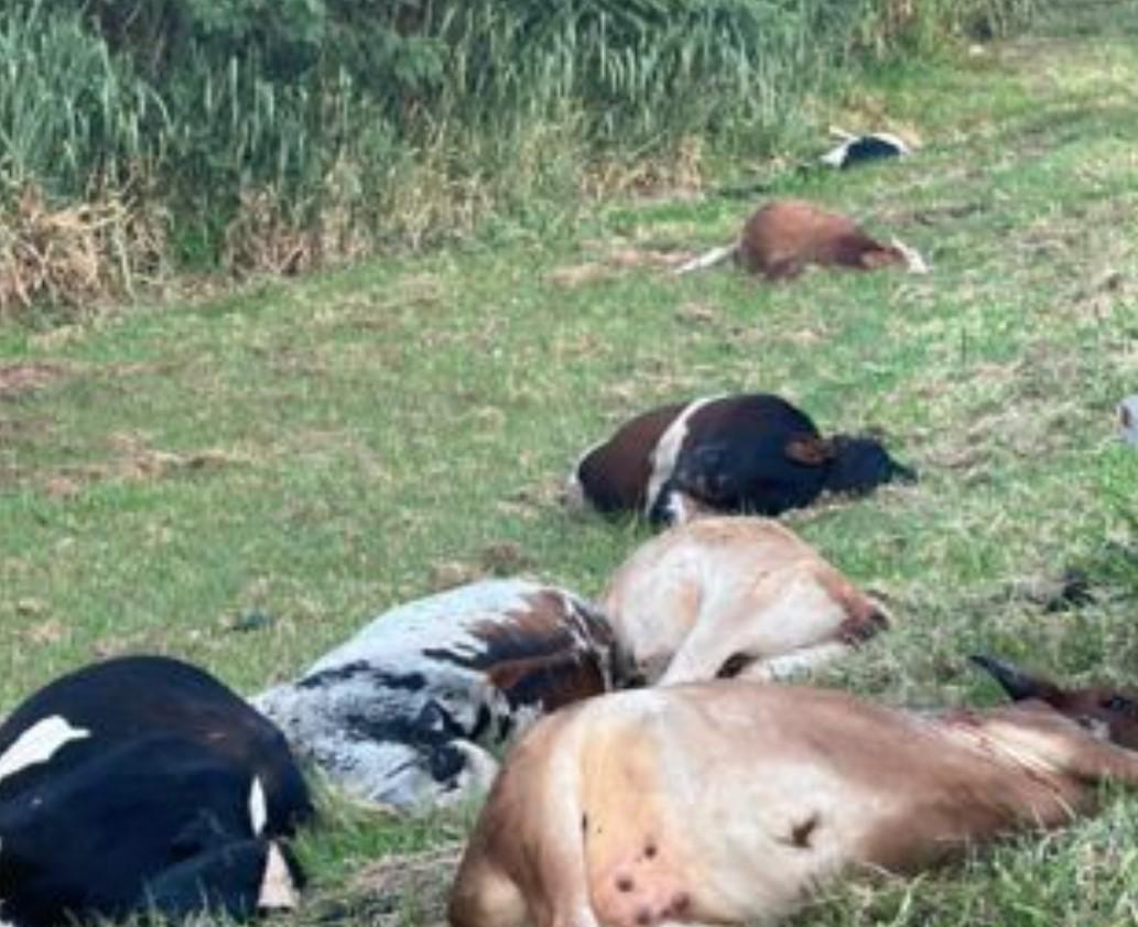 Dezenas de animais são atropelados após tentativa de furto no Paraná na rodovia BR-376