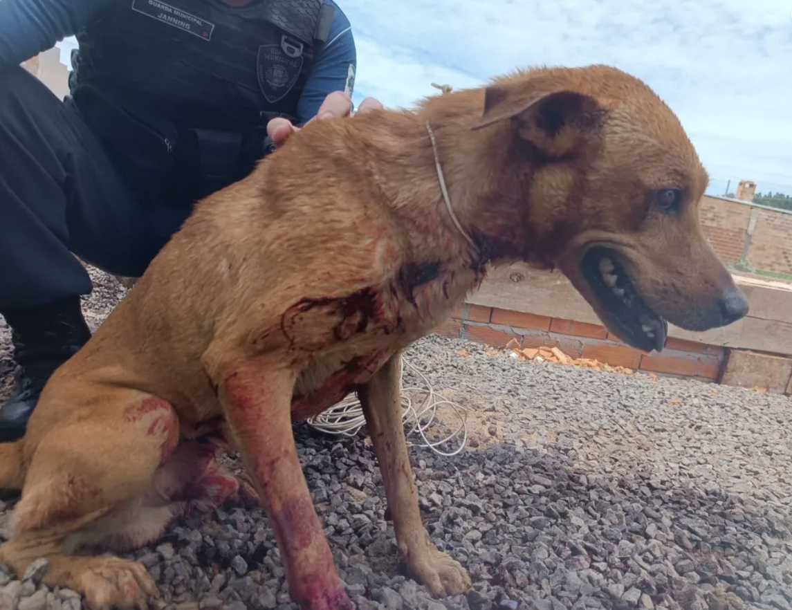 CRUELDADE EXTREMA - Homem é preso após esfaquear e tentar enterrar cachorro em Toledo no Paraná