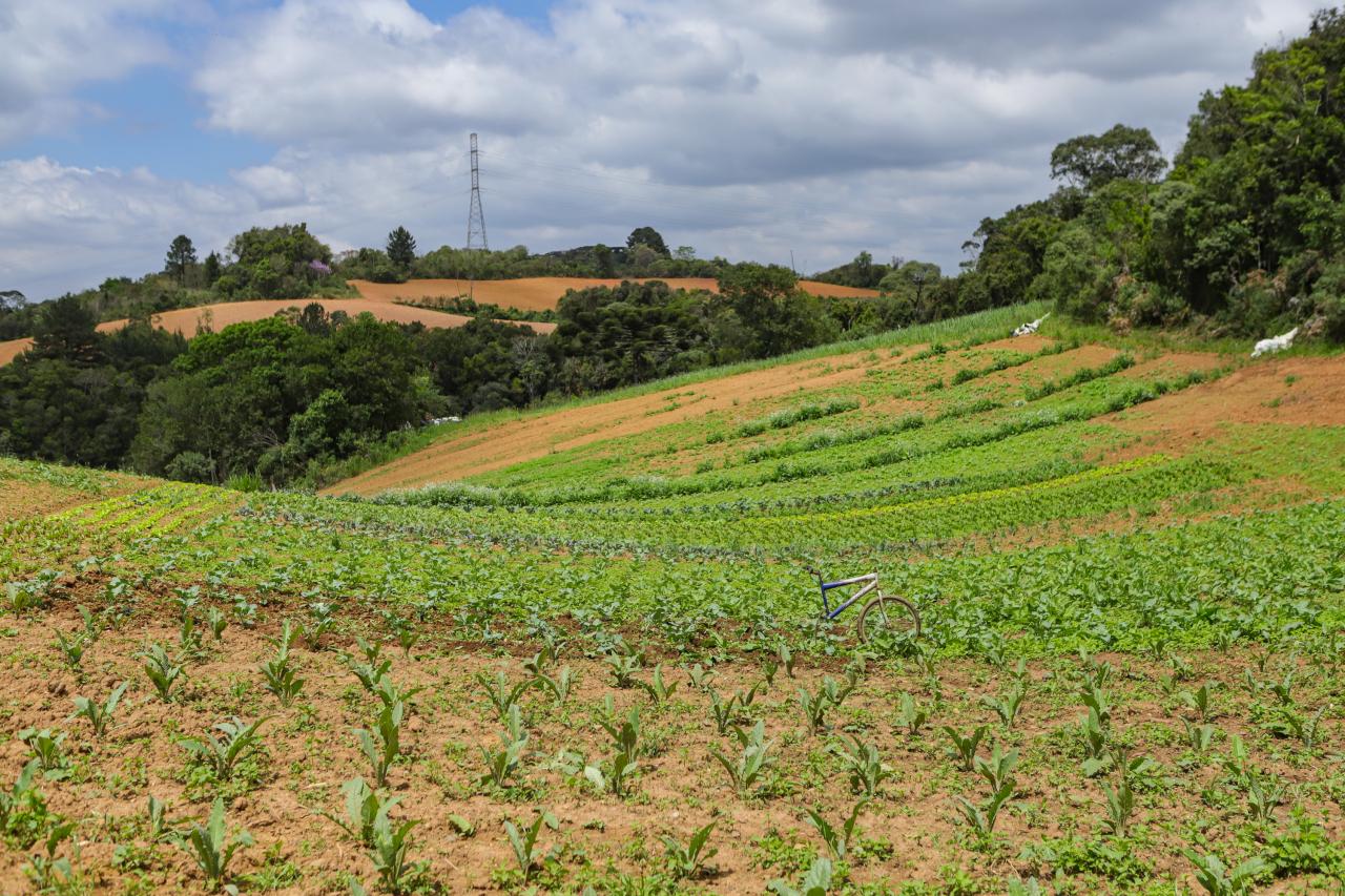 Paraná lidera a produção de orgânicos no Brasil