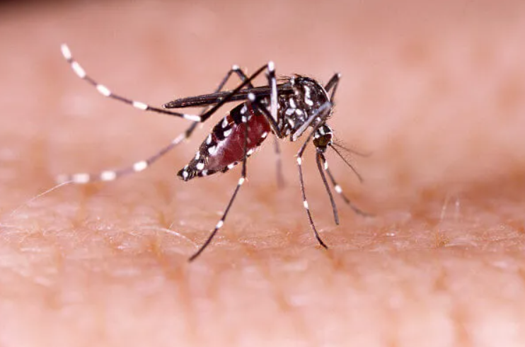 OESTE DO PARANÁ - Número de casos de dengue em Cascavel chega a 4.626