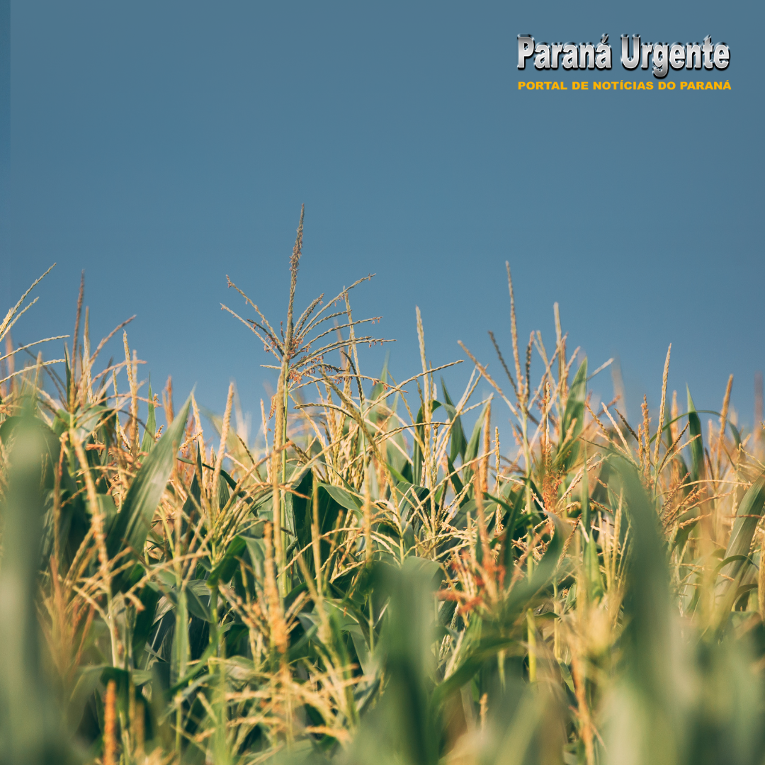 Ausência de chuvas e altas temperaturas terão impacto negativo em lavouras de milho