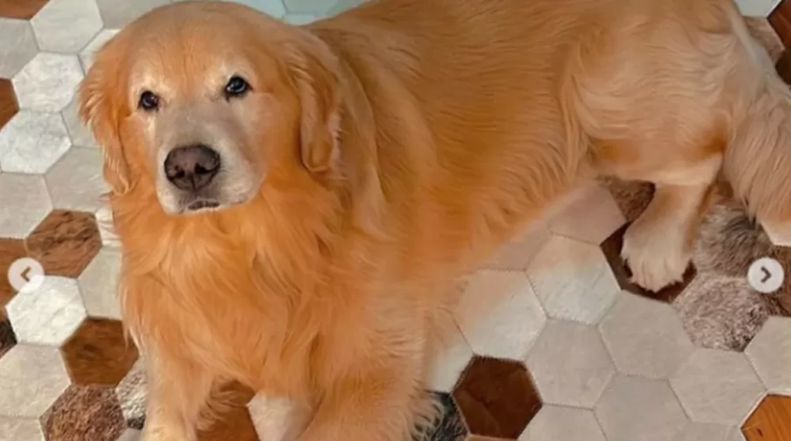 Um olhar jurídico sobre o caso do cachorro Joca, cão golden retriever que morreu durante um voo da companhia Gol Airlines