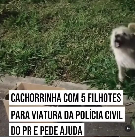 VÍDEO: Cachorrinha com cinco filhotes abandonados pede ajuda á Polícia civil do Paraná