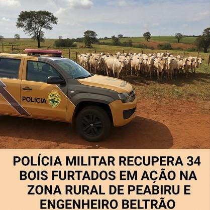 Polícia Militar age rápido e recupera 34 bovinos furtados em áreas rurais de Peabiru e Engenheiro Beltrão