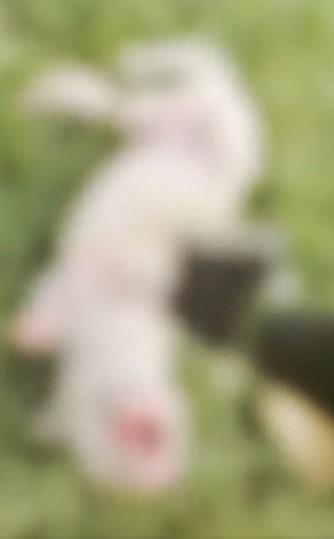 CRUELDADE EXTREMA: Homem é Preso em Cianorte (PR) Após Matar Filhote de Pitbull a Facadas e Enviar Vídeo para Ameaçar Família