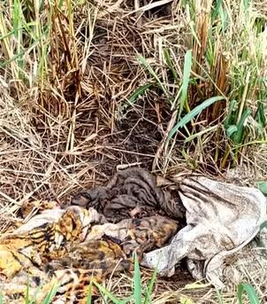 Chocante! Crime Bárbaro em SP: Vítima é Esquartejada por 'Conhecidos' após Convite Inocente; Suspeitos Confessam e Família Vive Drama