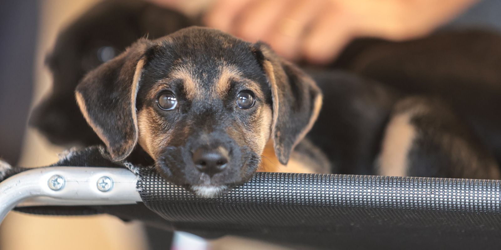 Mapa abre consulta pública para regulamentar genéricos e similares veterinários