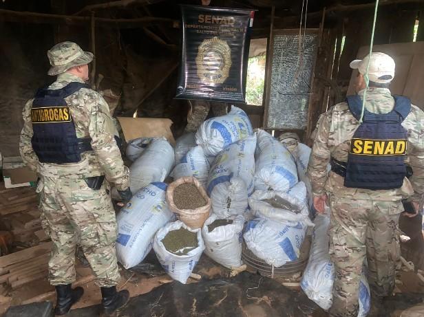 SENAD PARAGUAY Desmantela Grande Base de Produção de Cannabis em Maracaná