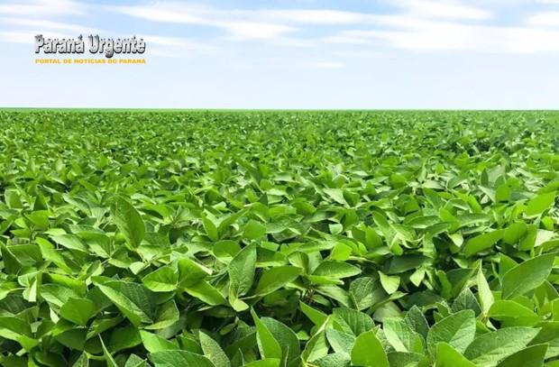 Escudo biológico blinda a produtividade da soja contra mudanças climáticas e falta de chuva