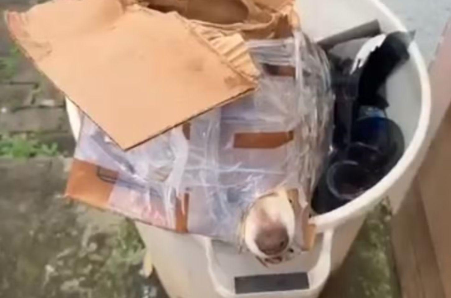 Crueldade extrema: Cachorro é amordaçado, amarrado e jogado no lixo dentro de caixa no Paraná