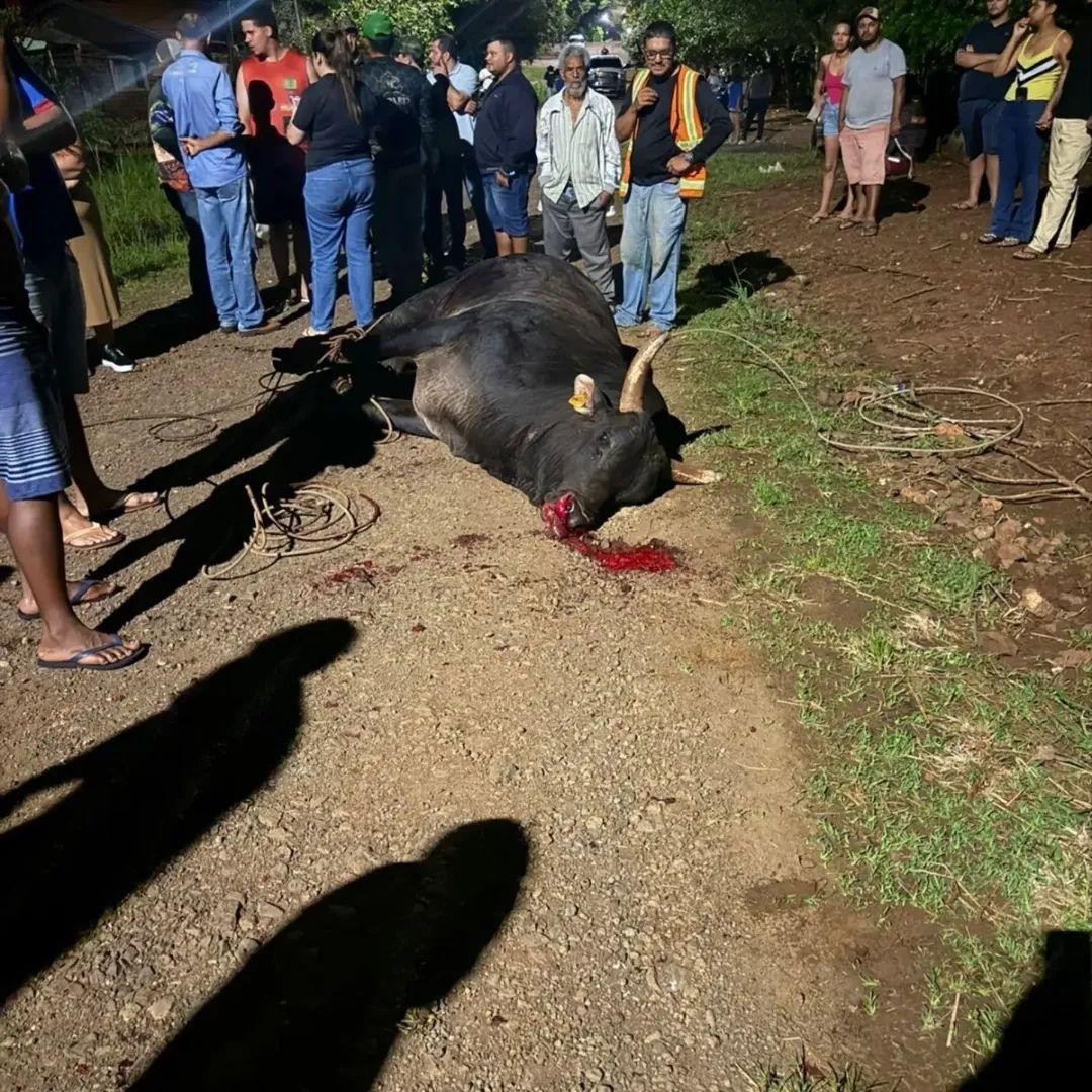Mulher morre após ataque de touro em Barbosa Ferraz na noite de sexta-feira