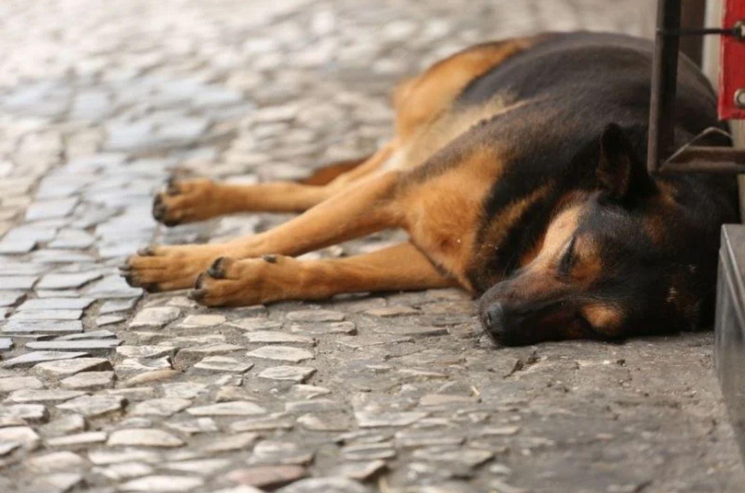 Projeto de controle populacional de animais em Curitiba recebe novo substitutivo na Câmara