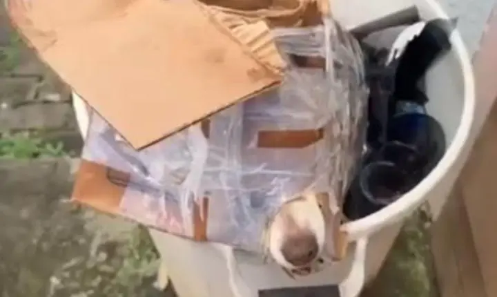 Crueldade extrema: Cachorro é amordaçado, amarrado e jogado no lixo dentro de caixa no Paraná