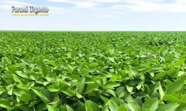 Escudo biológico blinda a produtividade da soja contra mudanças climáticas e falta de chuva